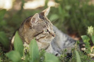Naklejka na ściany i meble profile of striped cat lying in garden, pet walking outdoors, funny animals on nature