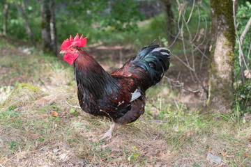 beautiful male rooster in nature