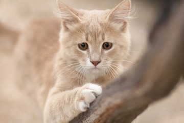 playful ginger kitten sharpens claws on branch, portrait of hunting cat , funny animals in nature