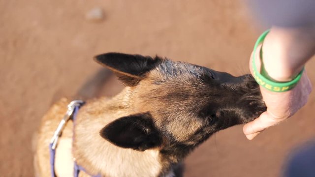 Belgian Malinois puppy receiving treats from trainer.