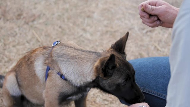 Belgian Malinois puppy eating tidbits from trainer's hand. Close up shot.