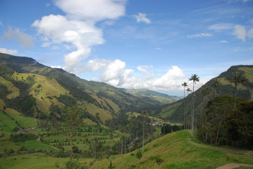 Valle Cocora