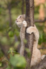 cat embracing a tree branch, cute ginger kitten playing in nature, funny animals