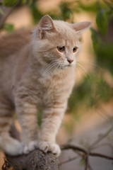 Fototapeta na wymiar cute confused cat on tree branch , funny animals, kitten walking outdoors