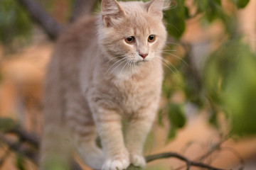 Obraz premium cute confused cat on tree branch , funny animals, kitten walking outdoors