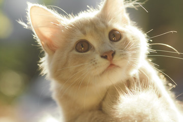 portrait of a cute red kitten in the sunshine, harmless face of the pet looking up, lovely pets