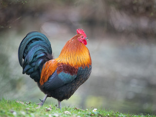A proud wild rooster with beautiful feathers in the Western Spring park