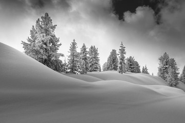 Winterlandschaft mit verschneiten Bäumen im Hintergrund in schwarz weiß