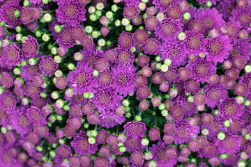 Background of beautiful vibrant purple chrysanthemum flowers.