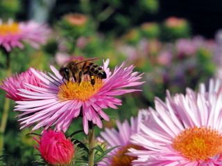 Biene auf rosa Blüten