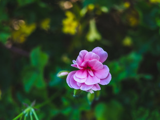 Fototapeta premium a new small Rosa flower bloom in the garden