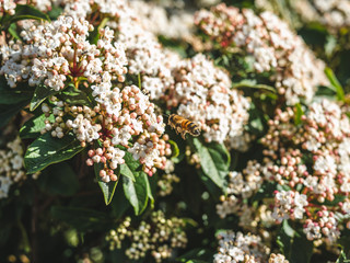 a honey bee flying around the flower garden under sunlight