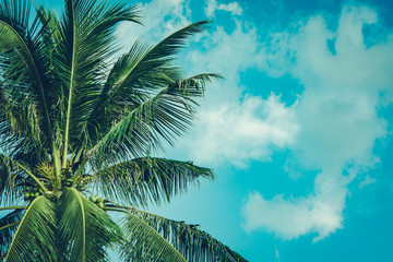 Fototapeta premium Coconut palm tree foliage under sky. Vintage background. Retro toned poster.