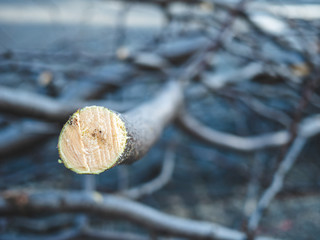 Dead branch of trees on the street. Surface cut of the dry tree.