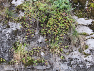 Yellow-green autumn the grasses, growing on old stone.