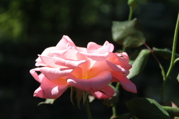 pink rose