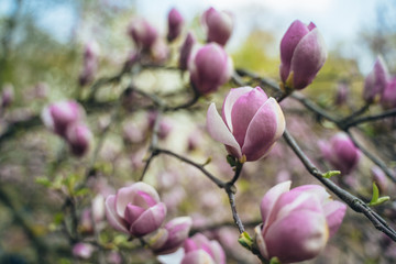Fototapeta premium Flowers of pink magnolia. Magnolia tree blossom