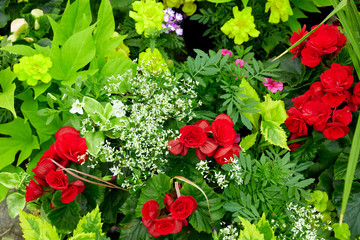 Decoratively arranged red roses with green leaves in a flowerbed garden