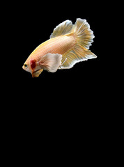 Betta fish yellow gold dumbo halfmoon plakat, Siamese fighting fish on isolated black background.