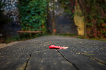 The red leaf lies on an old bench