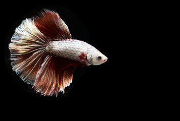 Betta fish from Thailand in isolated with black back ground
