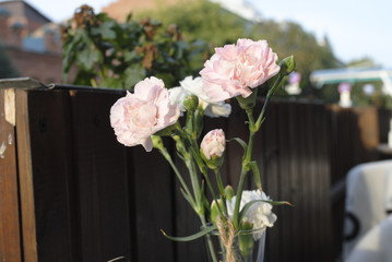 pink carnation in a vase