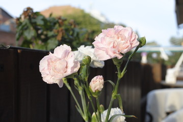 pink carnation in a vase