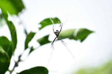 Spider on a Web