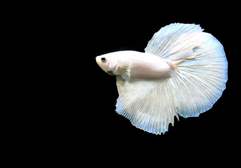 Betta fish from Thailand in isolated with black back ground