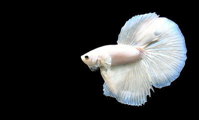 Betta fish from Thailand in isolated with black back ground
