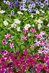 Colorful petunias in a flowerbed