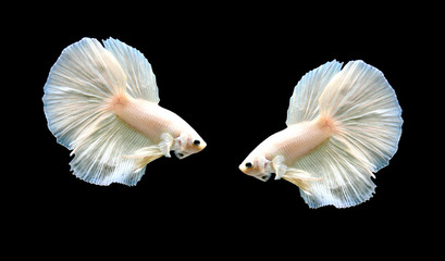 Betta fish from Thailand in isolated with black back ground