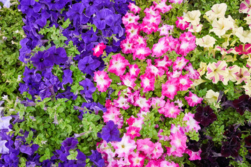 Colorful petunias in a flowerbed