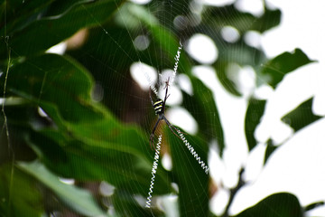 Spider on a Web