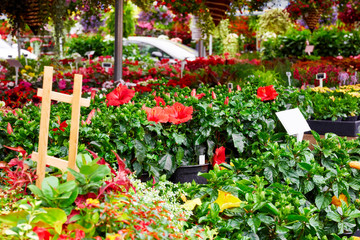 Red hisbiscus flowers for sale in an outdoor flower market