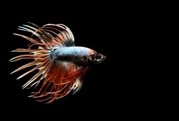 Betta fish from Thailand in isolated with black back ground