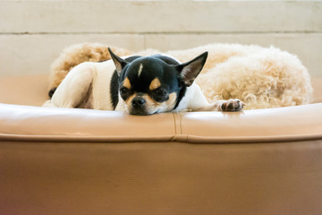 Cute two dogs sleeping on the soft chair. Vintage style