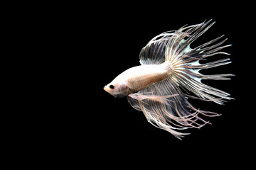 Betta fish from Thailand in isolated with black back ground