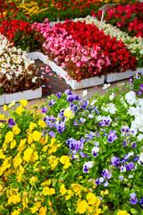 Colorful violets and begonias for gardening at the flower market