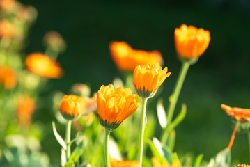 Bright summer background with growing flowers calendula, marigold.