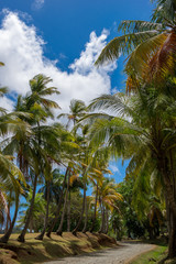 Obraz na płótnie Canvas Rural road surrounded by palm trees