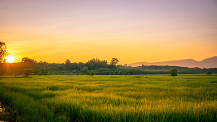 Obraz premium Scenic View Of Agricultural Field Against Sky During Sunset