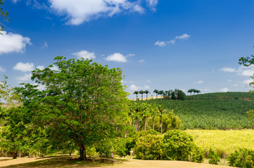 Fototapeta na wymiar Panoramic view of a banana plantation.