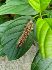 caterpillar on leaf