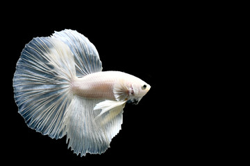 Betta fish from Thailand in isolated with black background.
