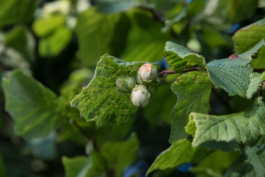 Selective Focus Image Of Cob Nuts