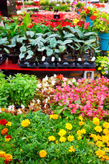 Colorful flowers and plants for gardening in a greenhouse