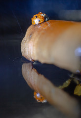 red insect from the order Coleoptera ladybug closeup macro photo
