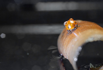 Closeup of a beautiful ladybug in dew drops