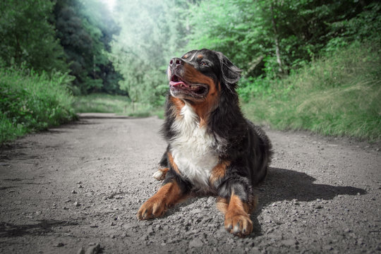 Berner Sennenhund auf Wanderweg inmittien von Bergen und Natur